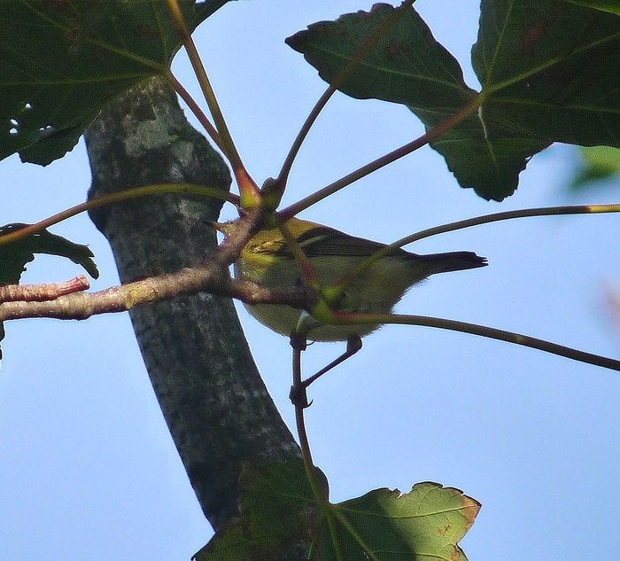 Yellow-browed Warbler
