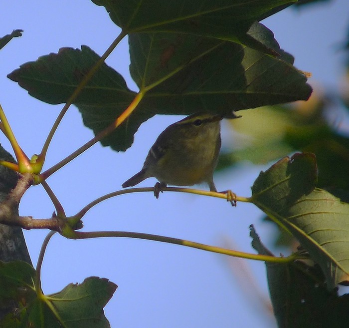 Yellow-browed Warbler