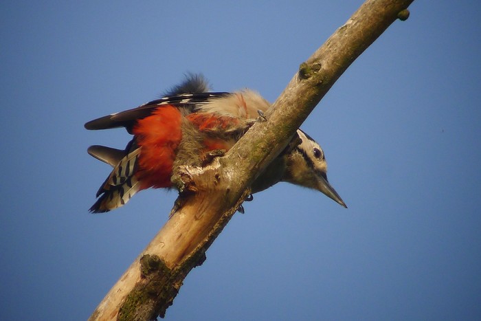 Great Spotted Woodpecker