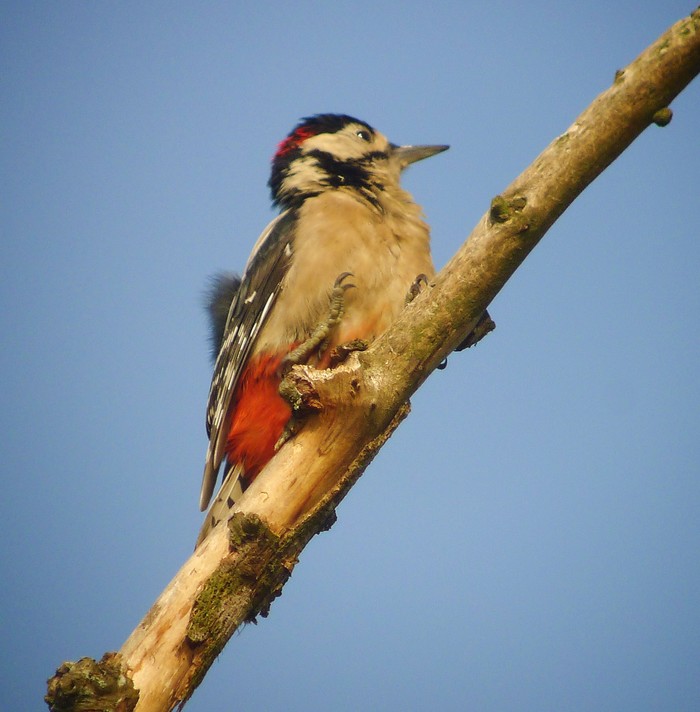 Great Spotted Woodpecker