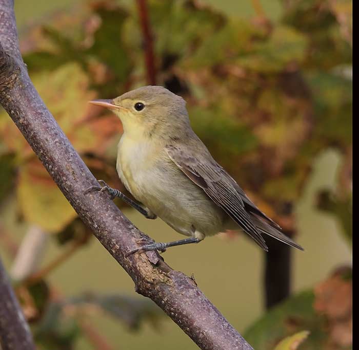 Icterine Warbler