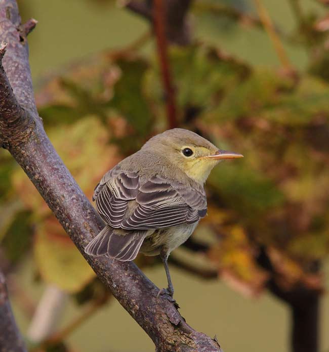 Icterine Warbler