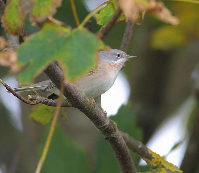 Subalpine Warbler