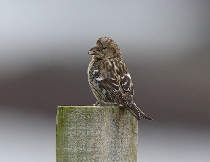Two-barred Crossbill