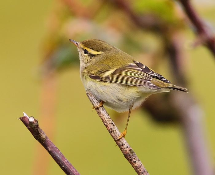 Yellow-browed Warbler