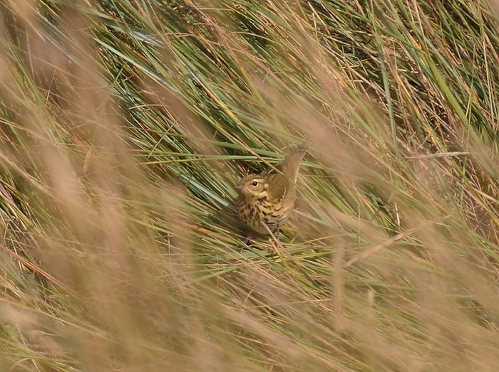 Olive-backed Pipit
