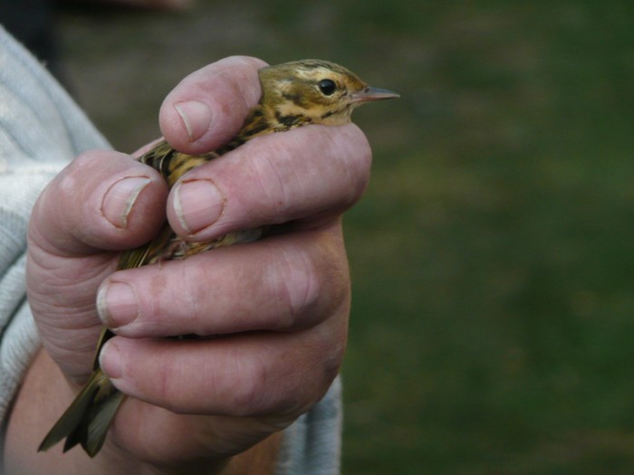 Olive-backed Pipit