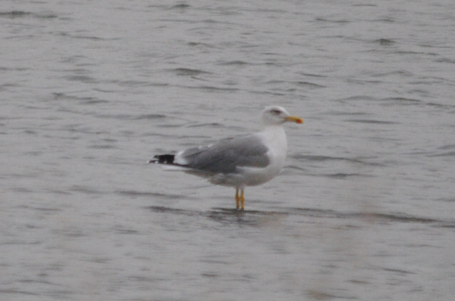 Yellow-legged Gull