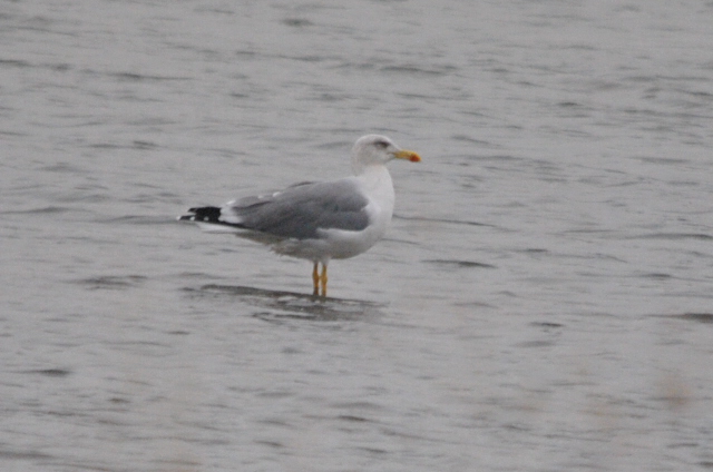 Yellow-legged Gull