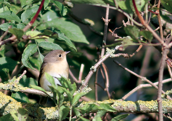 Red-breasted Flycatcher