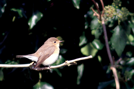 Red-breasted Flycatcher