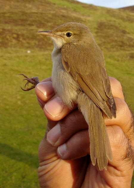 Blyth's Reed Warbler