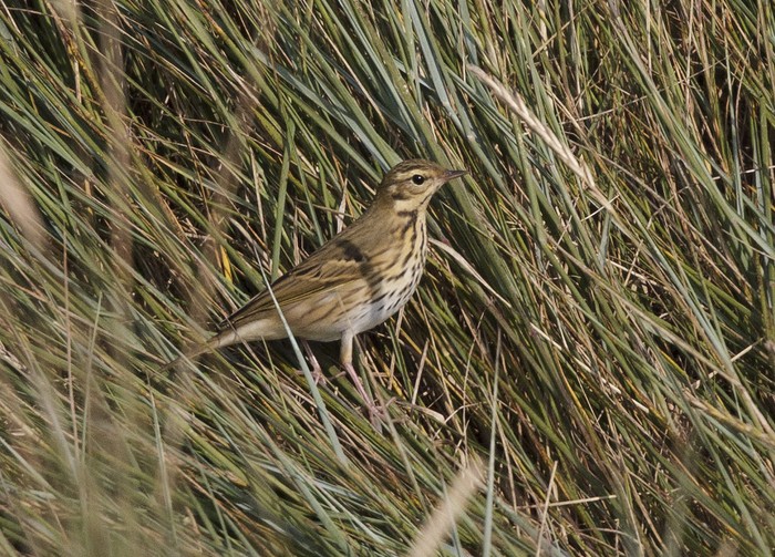 Olive-backed Pipit