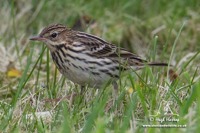 Pechora Pipit