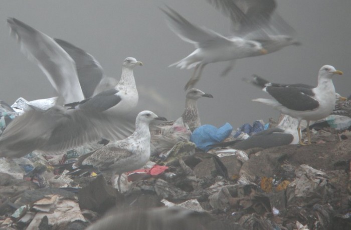 Caspian Gull
