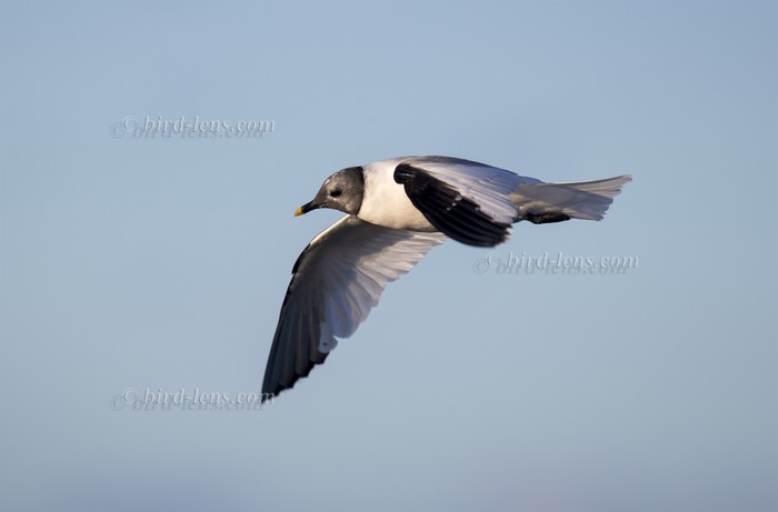 Sabine's Gull