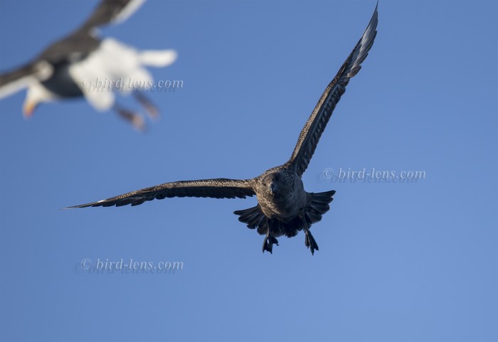 Great Skua