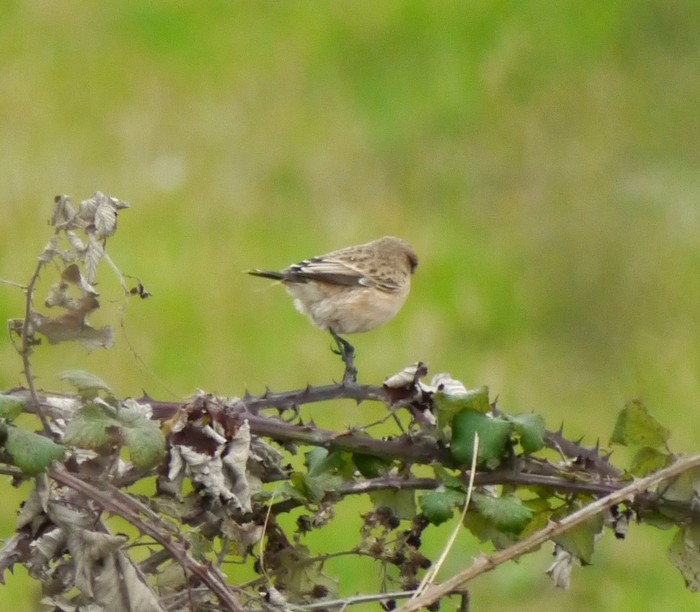 Siberian Stonechat