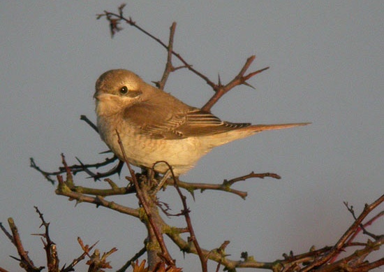 Turkestan Shrike