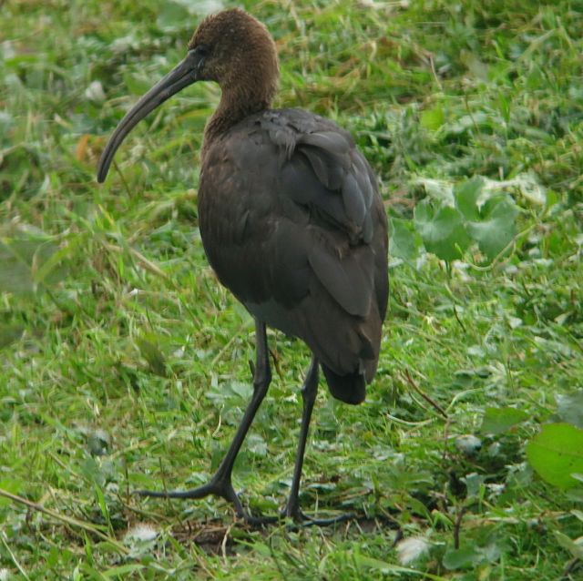 Glossy Ibis