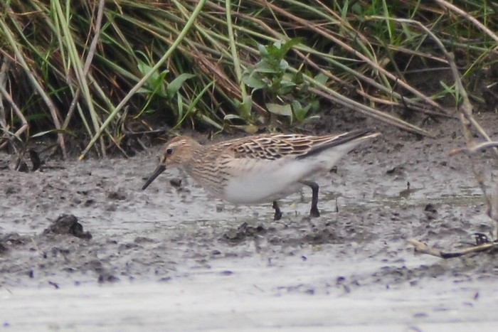 Pectoral Sandpiper