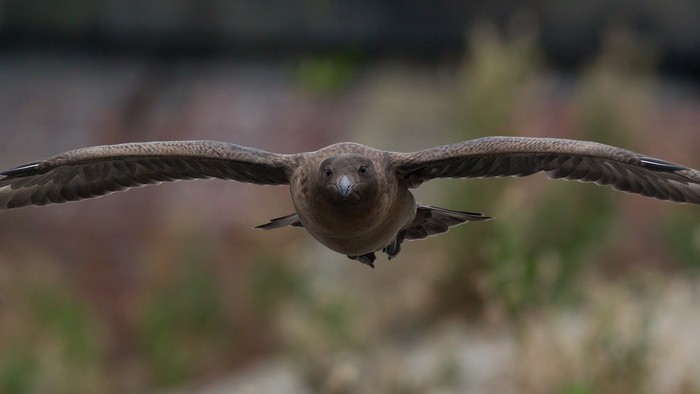 Great Skua