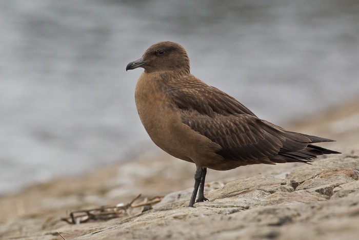 Great Skua