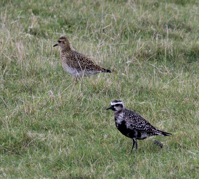 American Golden Plover