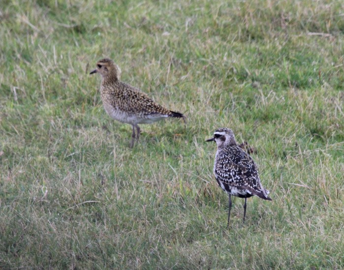 American Golden Plover