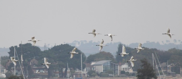 Spoonbill
