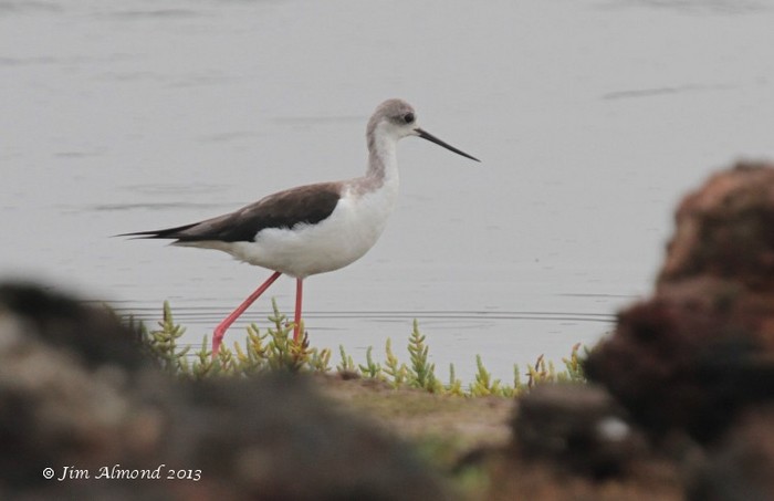 Black-winged Stilt