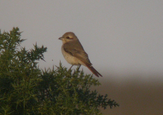 Turkestan Shrike