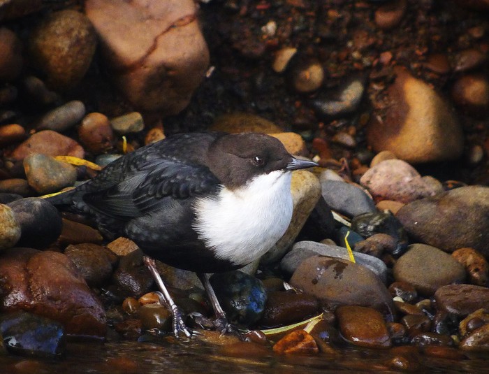 Dipper