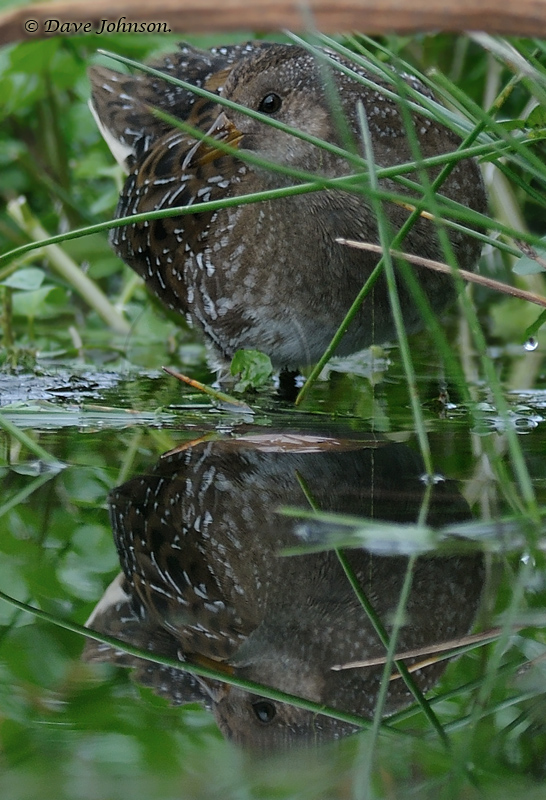 Spotted Crake