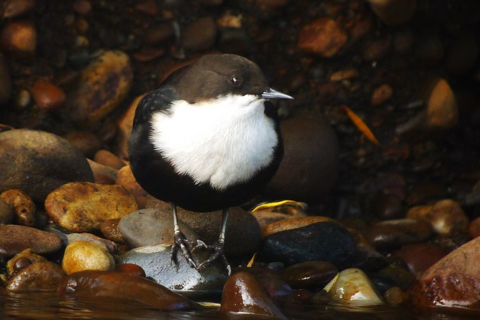 Dipper