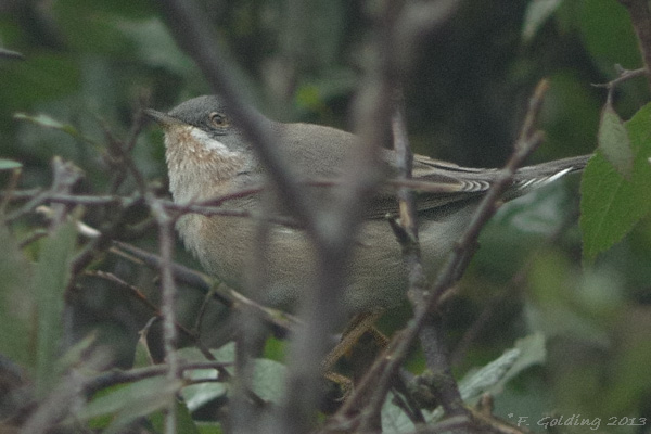 Subalpine Warbler