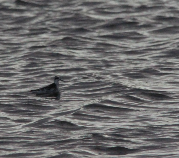 Red-necked Phalarope