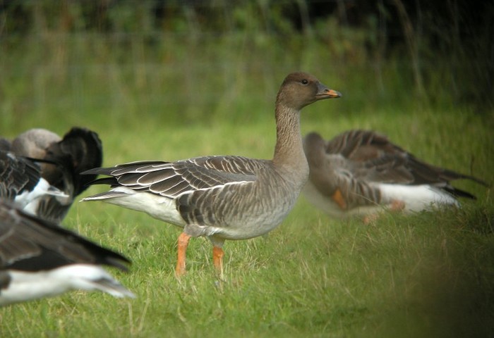 Tundra Bean Goose