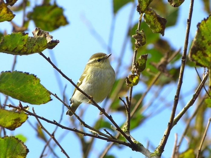 Yellow-browed Warbler