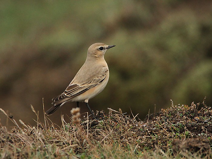 Isabelline Wheatear