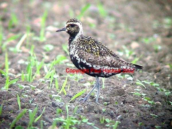 Pacific Golden Plover