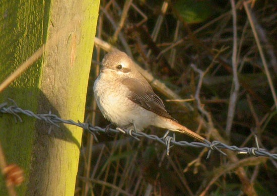Turkestan Shrike