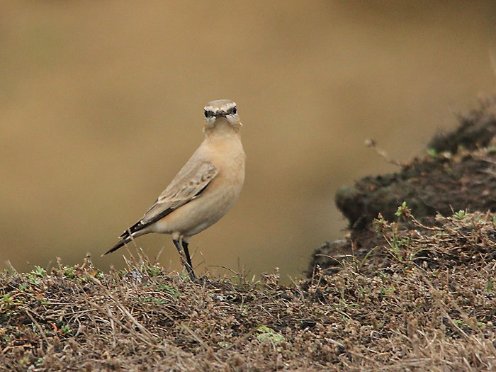 Isabelline Wheatear