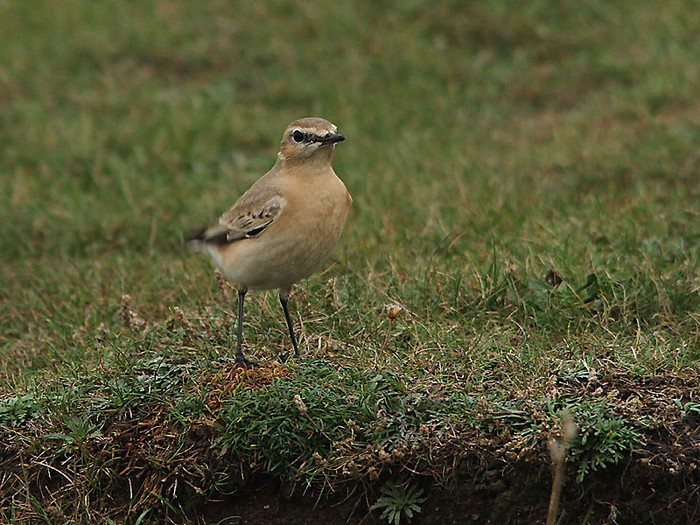 Isabelline Wheatear