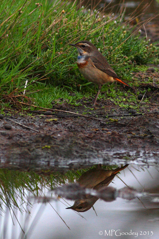Bluethroat