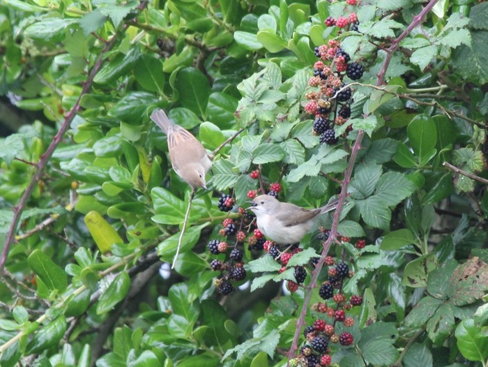 Subalpine Warbler