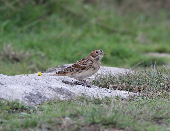 Lapland Bunting