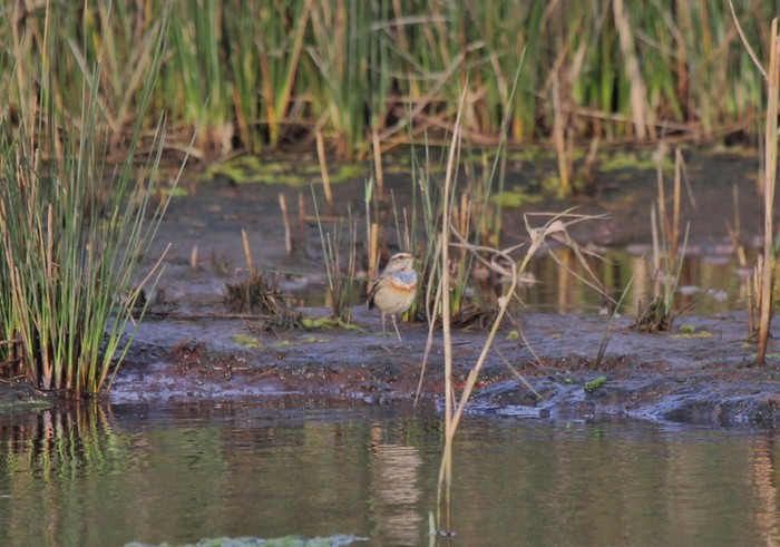 Bluethroat
