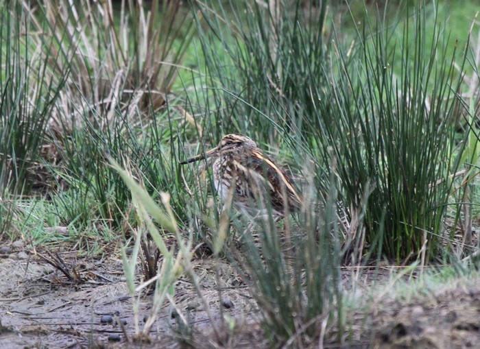 Jack Snipe