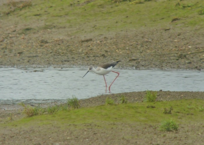 Black-winged Stilt